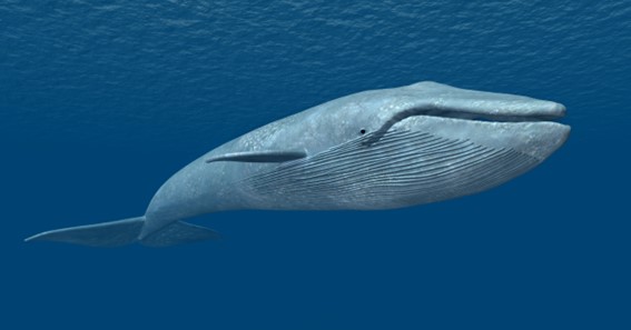 Bryde’s Whale- Height Up To 46 Feet