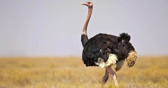 Common Ostrich - Maximum Weight 156.8Kg