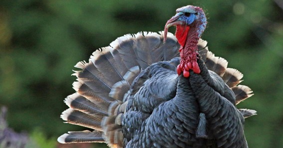 Domestic Turkey/Wild Turkey - Maximum Weight 39Kg