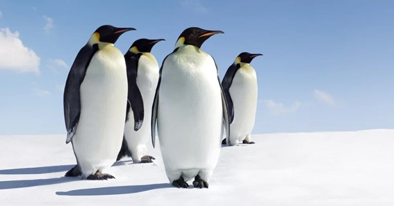 Emperor Penguin - Maximum Weight 46Kg