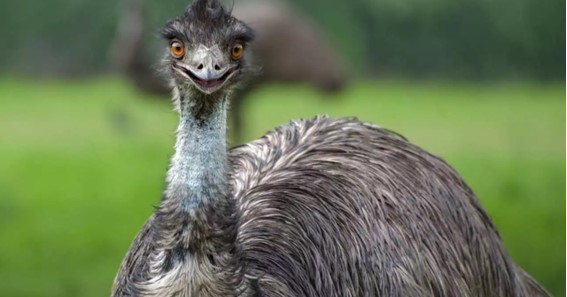 Emu - Maximum Weight 70Kg
