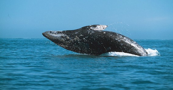 Gray Whale- Height Up To 49 Feet
