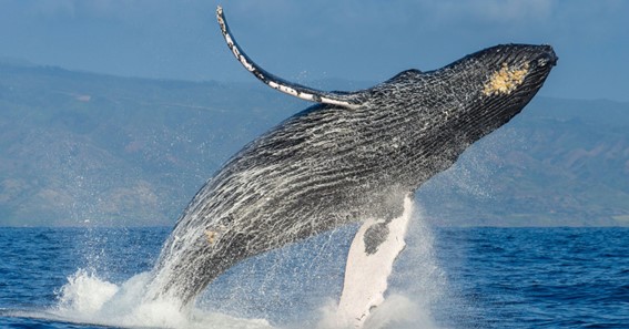 Humpback Whale- Height Up To 52 Feet