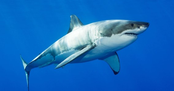 Ledge Point Shark