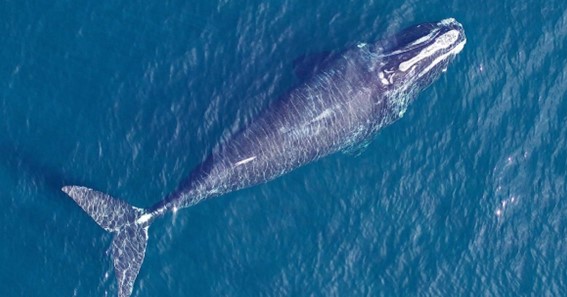 Right Whale- Height Up To 60 Feet