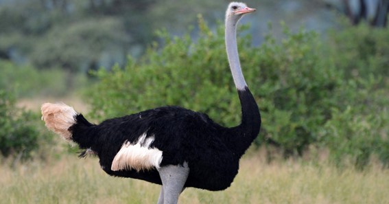 Somali Ostrich - Maximum Weight 137Kg