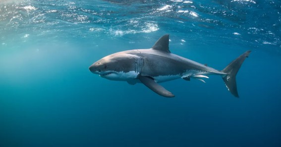 biggest great white shark