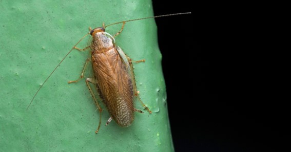 Asian Adult Cockroach