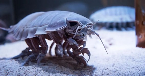 Giant Sea Cockroach