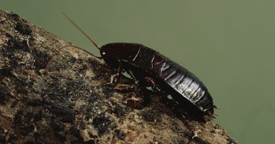 Oriental Adult Cockroach