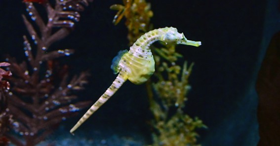 Big-belly Seahorse