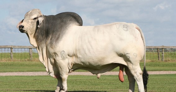 Brahman Bull