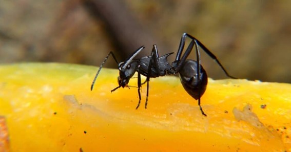 Giant Amazonian Ant