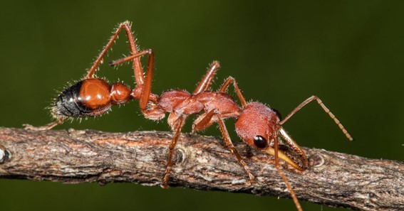 Giant Bull Ant
