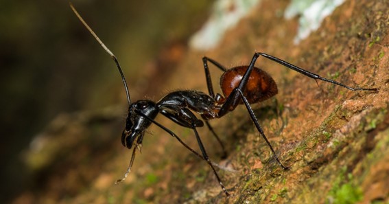 Giant Forest Ant