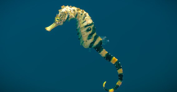 Tiger Tail Seahorse