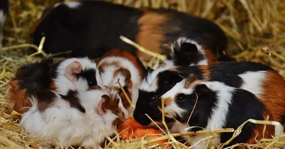 guinea pig dad